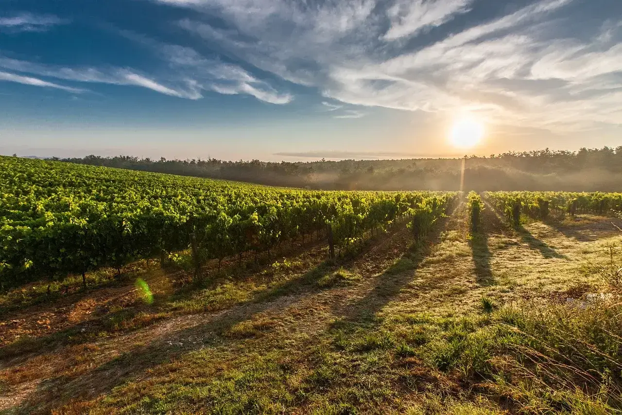 Tuscany vineyard with rolling hills 